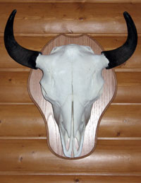 Buffalo skull