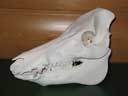Wild Boar Skull