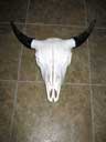 Bison Skull