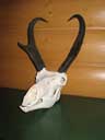 Anteloper Skull