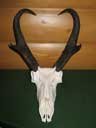 Anteloper Skull