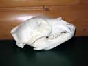 Black Bear