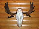Moose