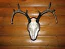 Whitetail Deer on Walnut Plaque