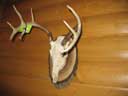 Whitetail Deer on Walnut Log