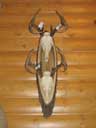 Double Whitetail Deer on Walnut