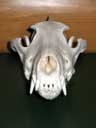 Timber Wolf