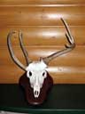 Whitetail Deer on Walnut Pedestal